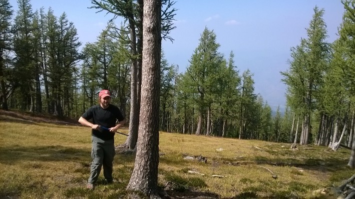 Dr. Maxwell taking a core sample from an alpine larch tree.