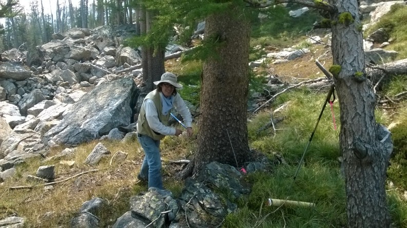 Dr. Knapp coring a large alpine larch tree.