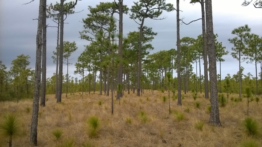 A typical longleaf pine ecosystem. Mature trees are approximately 200 years old.