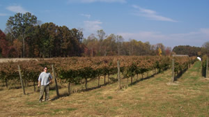 vineyard